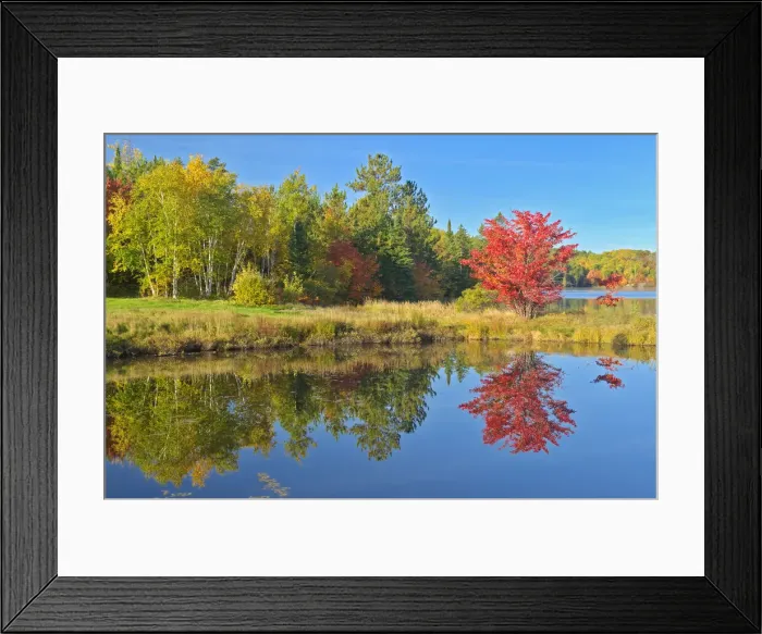Framed Print : Canada, Ontario, Worthington. Red maple tree reflected in St. Poithier Lake Framed Print : Canada, Ontario, Worthington. Red maple tree reflected in St. Poithier Lake