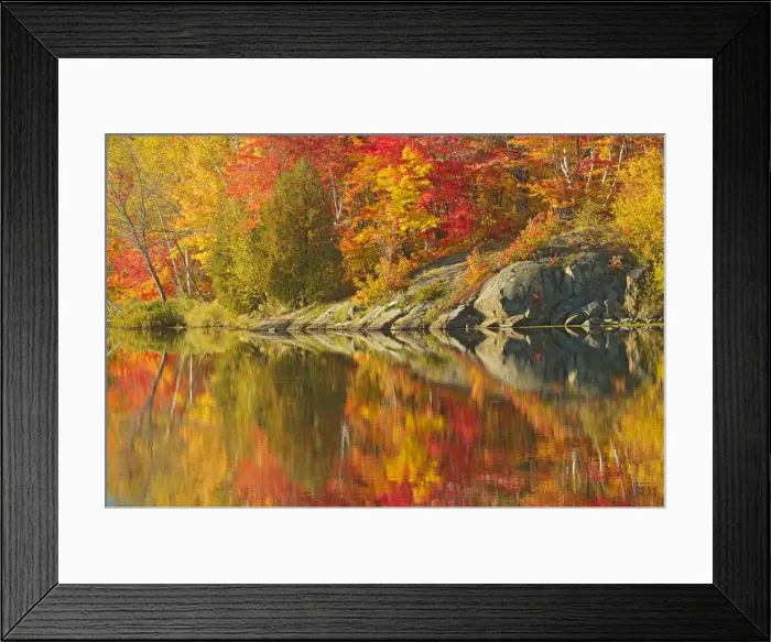 Framed Print : Canada, Ontario, Simon Lake Park Conservation Area. Forest Framed Print : Canada, Ontario, Simon Lake Park Conservation Area. Forest