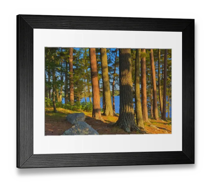 Framed Print : Canada, Ontario. Mature white pines and red pines at sunset Framed Print : Canada, Ontario. Mature white pines and red pines at sunset
