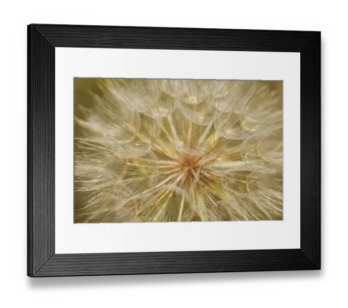 Framed Print : Canada, Ontario, Sioux Narrows. Goat s-beard flower close-up Framed Print : Canada, Ontario, Sioux Narrows. Goat s-beard flower close-up