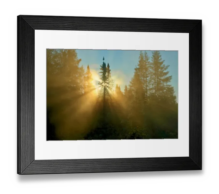 Framed Print : Canada, Quebec, Chibougamau. Trees in fog at sunrise. Credit as