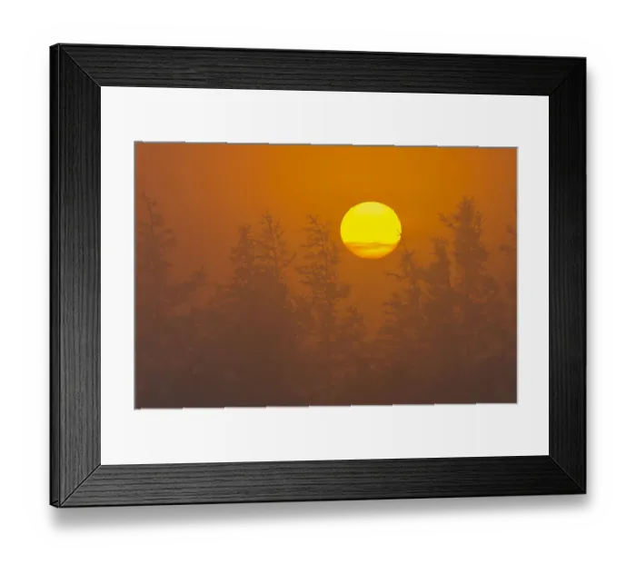 Framed Print : Canada, Quebec, Havre-Saint-Pierre. Trees and fog at sunrise