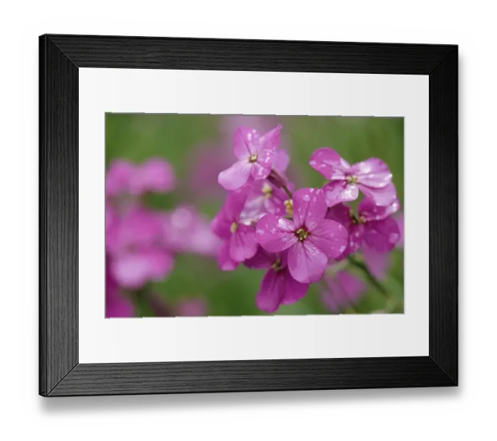 Framed Print : Canada, Prince Edward Island. Phlox flowers in rain Framed Print : Canada, Prince Edward Island. Phlox flowers in rain