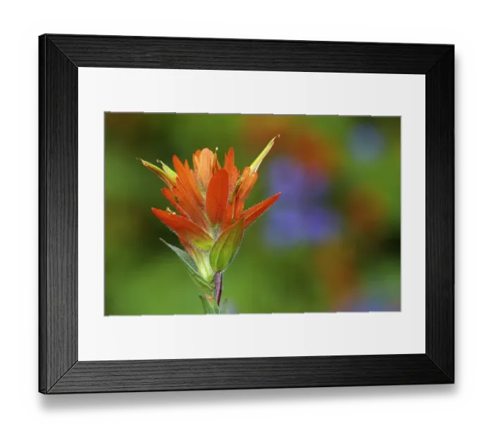 Framed Print : Canada, British Columbia, Valemount. Indian paintbrush flower close-up Framed Print : Canada, British Columbia, Valemount. Indian paintbrush flower close-up