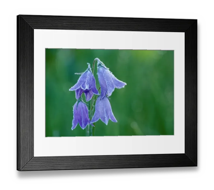 Framed Print : Canada, British Columbia, Valemount. Forest on harebell flowers Framed Print : Canada, British Columbia, Valemount. Forest on harebell flowers