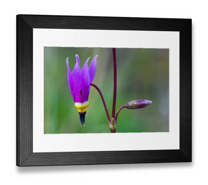 Framed Print : Canada, British Columbia, Kootenay National Park. Common shooting star flower close-up Framed Print : Canada, British Columbia, Kootenay National Park. Common shooting star flower close-up