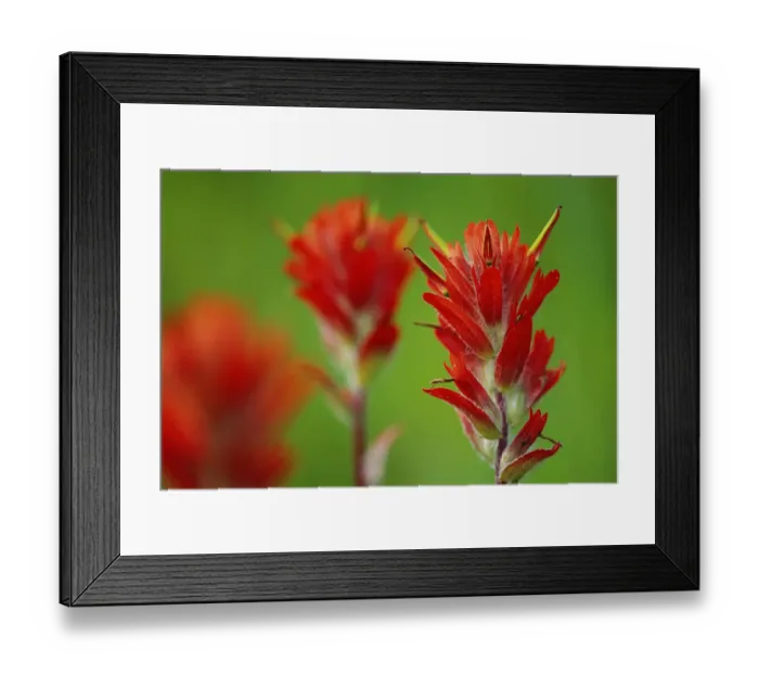 Framed Print : Canada, British Columbia, Valemount. Indian paintbrush flowers close-up