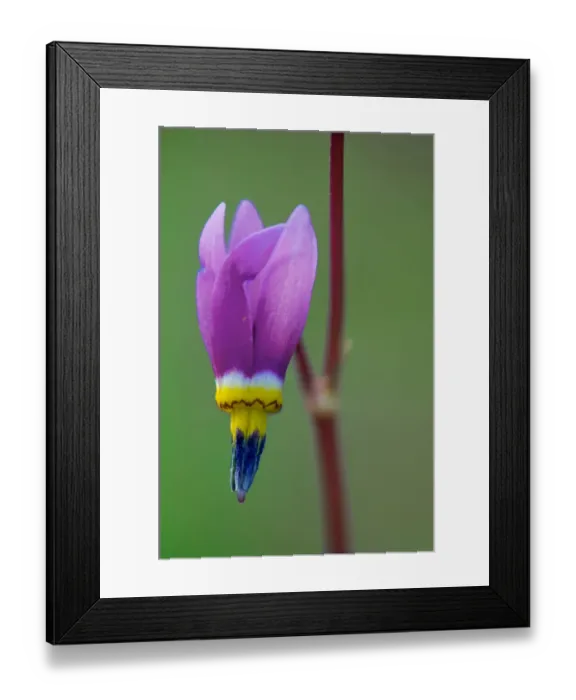 Framed Print : Canada, British Columbia, Kootenay National Park. Common shooting star flower close-up Framed Print : Canada, British Columbia, Kootenay National Park. Common shooting star flower close-up