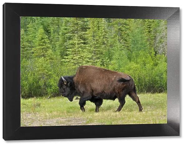 Canada, British Columbia, Coal River. Wood bison close-up