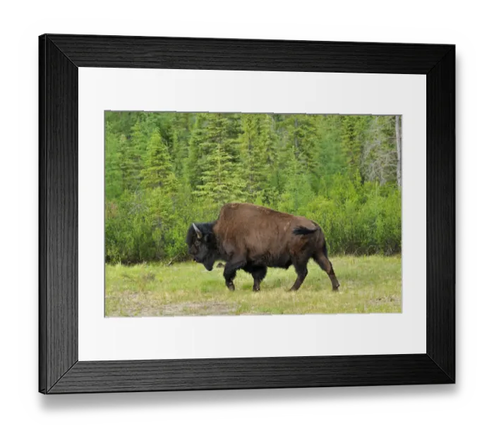 Framed Print : Canada, British Columbia, Coal River. Wood bison close-up Framed Print : Canada, British Columbia, Coal River. Wood bison close-up