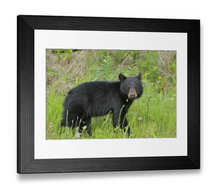 Framed Print : Canada, British Columbia, Whistler. American black bear cub close-up Framed Print : Canada, British Columbia, Whistler. American black bear cub close-up