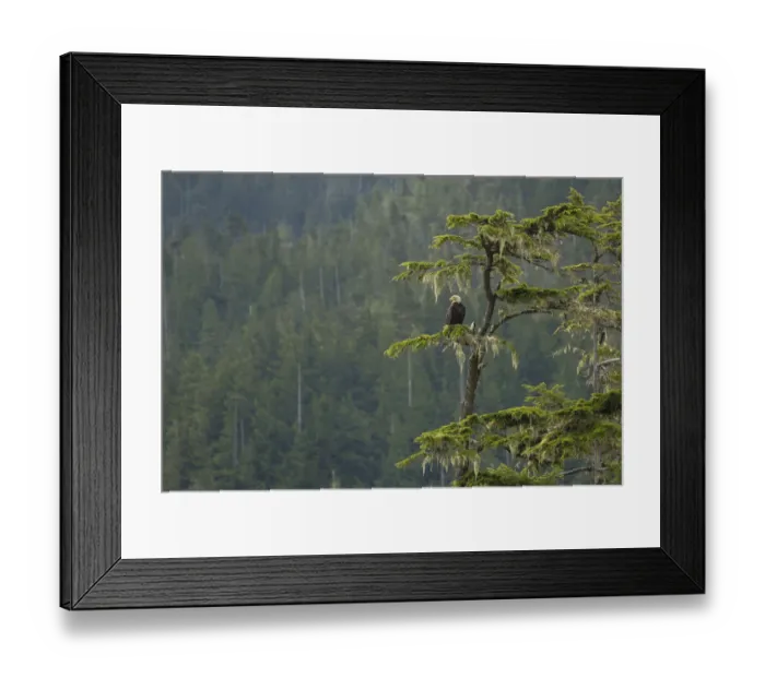 Framed Print : Canada, British Columbia. A Bald Eagle (Haliaeetus leucocephalus Framed Print : Canada, British Columbia. A Bald Eagle (Haliaeetus leucocephalus