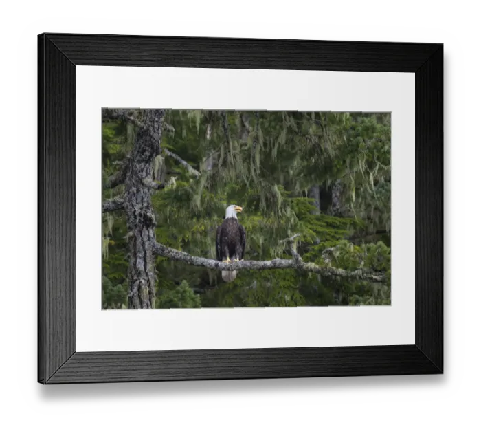 Framed Print : Canada, British Columbia. A Bald Eagle (Haliaeetus leucocephalus Framed Print : Canada, British Columbia. A Bald Eagle (Haliaeetus leucocephalus