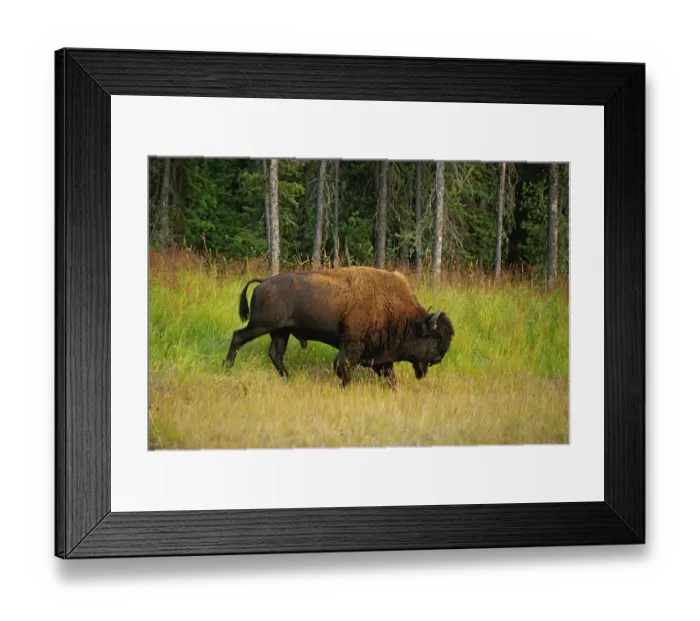 Framed Print : Canada, British Columbia, Coal River. Wood bison close-up Framed Print : Canada, British Columbia, Coal River. Wood bison close-up