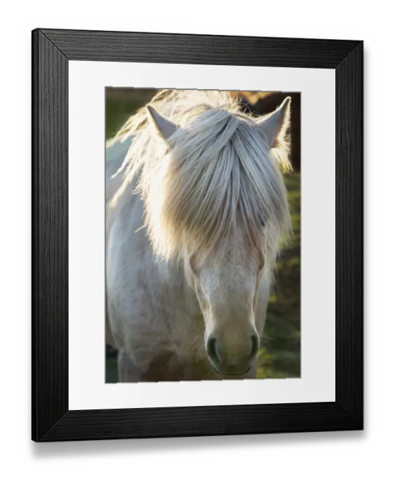 Framed Print : A shaggy horse in southern Iceland Framed Print : A shaggy horse in southern Iceland
