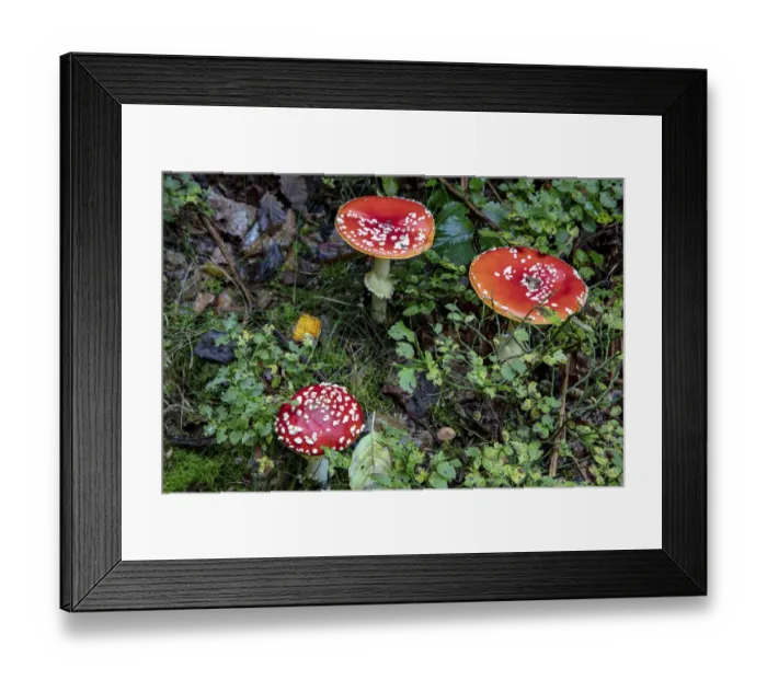 Framed Print : Fly agaric mushrooms in the Cesky Raj nature preserve near Turnov, Czech Republic Framed Print : Fly agaric mushrooms in the Cesky Raj nature preserve near Turnov, Czech Republic