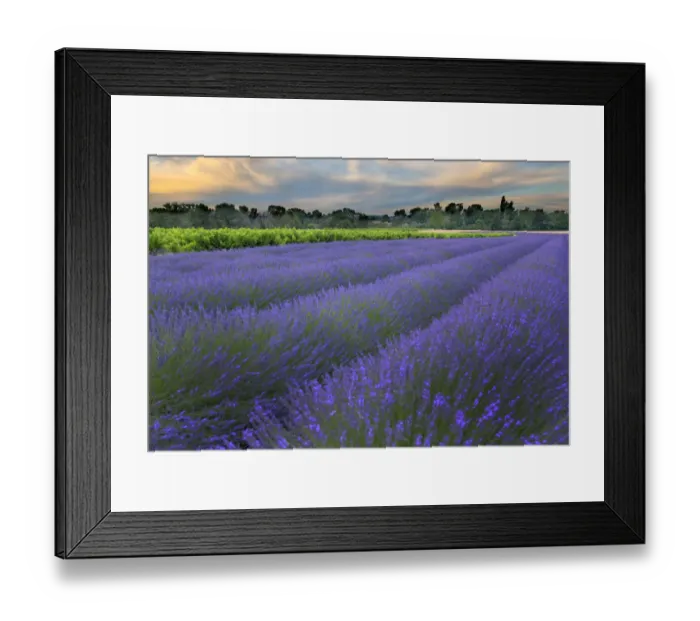 Framed Print : France, Provence, Salt, Lavender field at sunrise