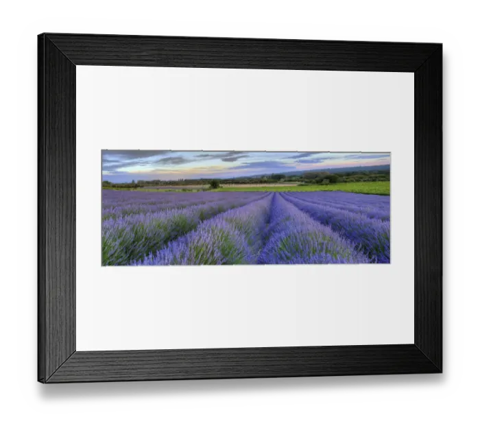 Framed Print : Lavender bloom near Sault in the south of France panoramic