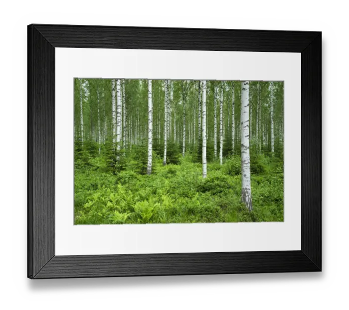 Framed Print : Finlandia, Savonlinna, birches forest