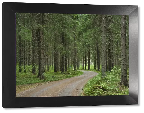 Finlandia, Savonlinna, dirt road in a spruce forest
