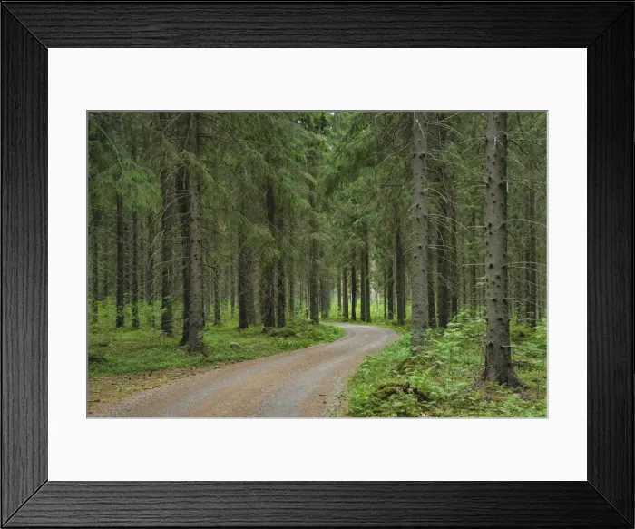 Framed Print : Finlandia, Savonlinna, dirt road in a spruce forest Framed Print : Finlandia, Savonlinna, dirt road in a spruce forest