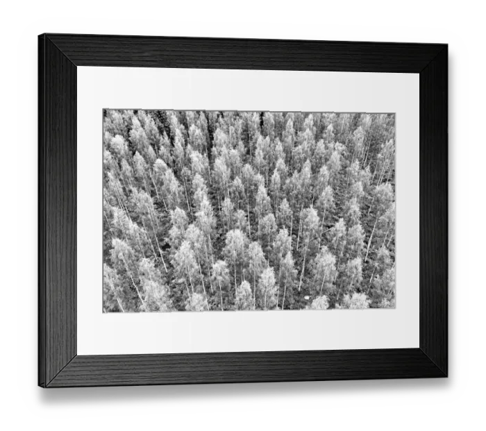 Framed Print : Finlandia, Savonlinna, forest Framed Print : Finlandia, Savonlinna, forest