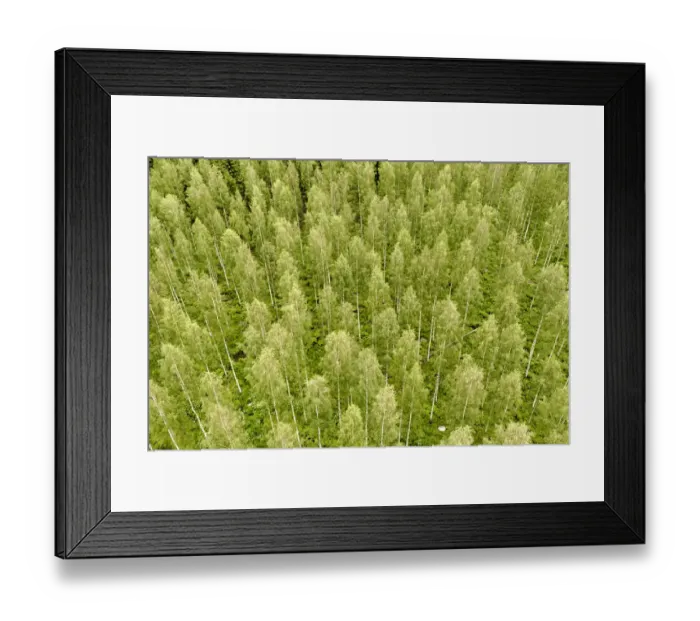 Framed Print : Finlandia, Savonlinna, forest Framed Print : Finlandia, Savonlinna, forest