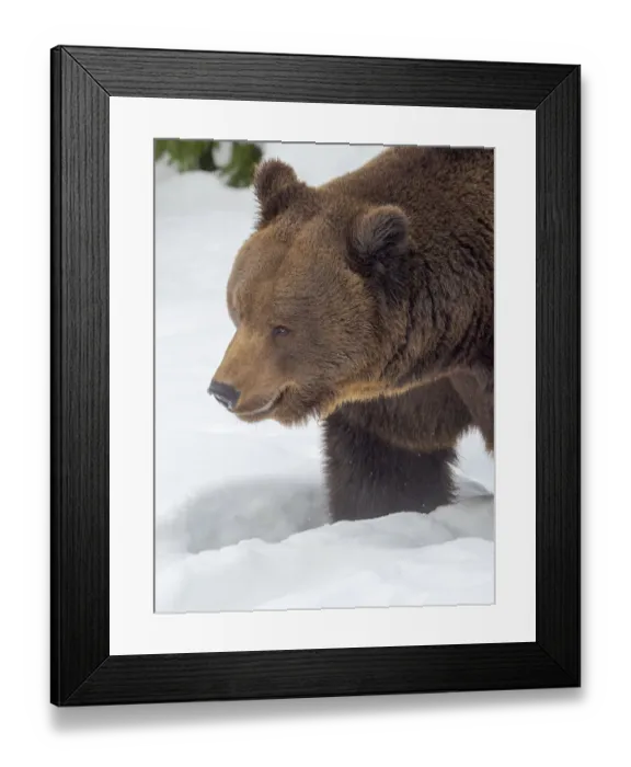 Framed Print : Eurasian brown bear (Ursus arctos arctos) in deep snow, During winter in National Park Framed Print : Eurasian brown bear (Ursus arctos arctos) in deep snow, During winter in National Park