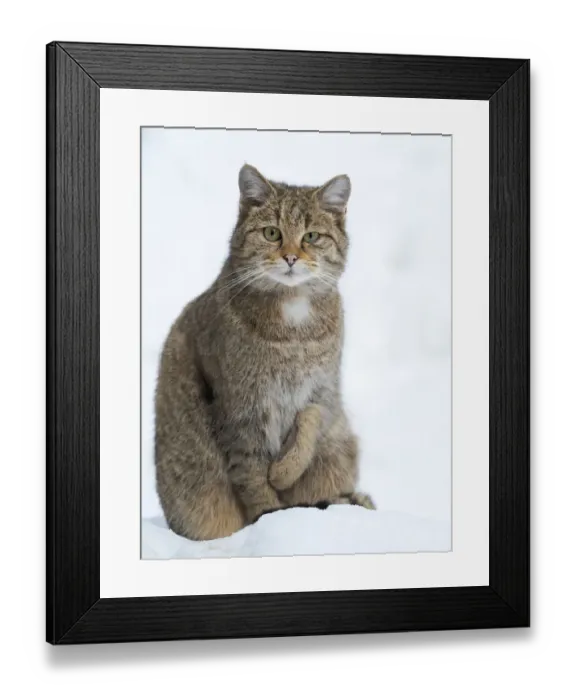 Framed Print : European wildcat (Felis silvestris silvestris) during winter in deep snow in National