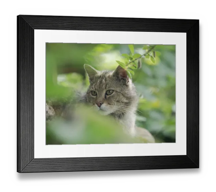 Framed Print : European wildcat (Felis silvestris silvestris) in Wildkatzendorf Huetscheroda Framed Print : European wildcat (Felis silvestris silvestris) in Wildkatzendorf Huetscheroda