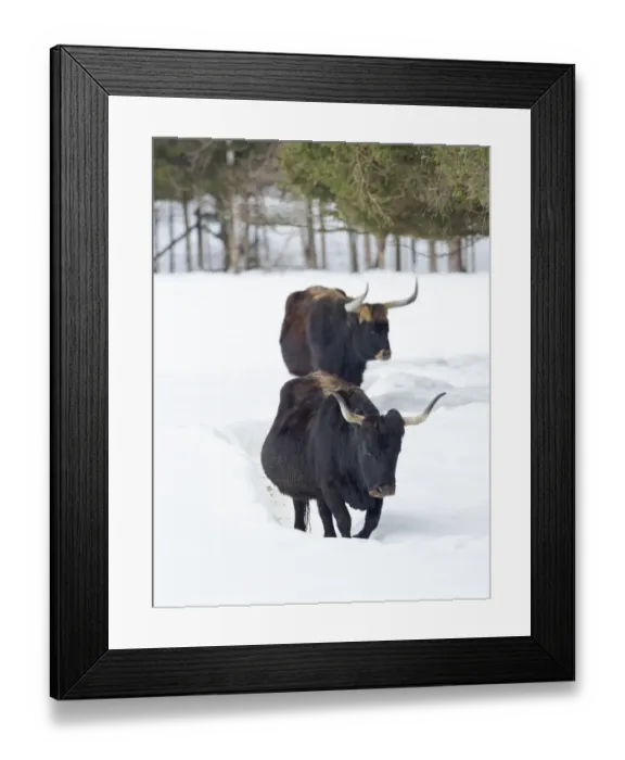 Framed Print : Heck Cattle (Bos primigenius taurus), an attempt to breed back the extinct Aurochs