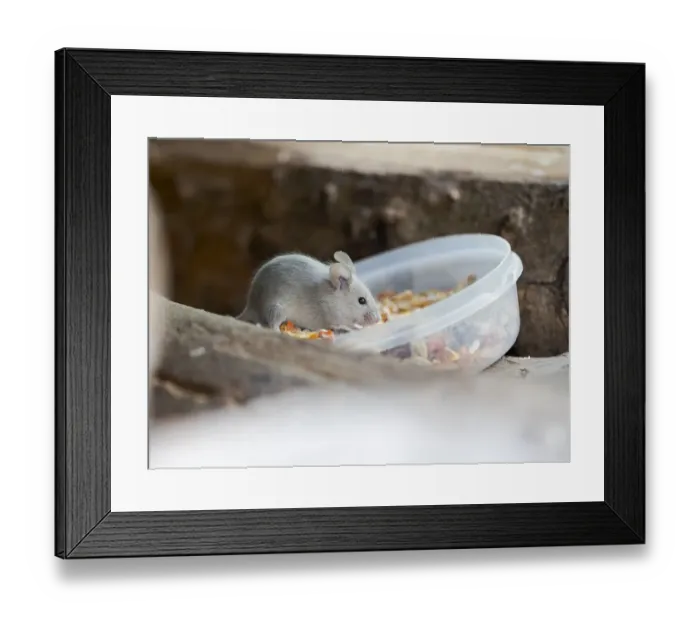 Framed Print : House mouse (Mus musculus) in Wildkatzendorf Huetscheroda (wildcat village), Hainich Framed Print : House mouse (Mus musculus) in Wildkatzendorf Huetscheroda (wildcat village), Hainich