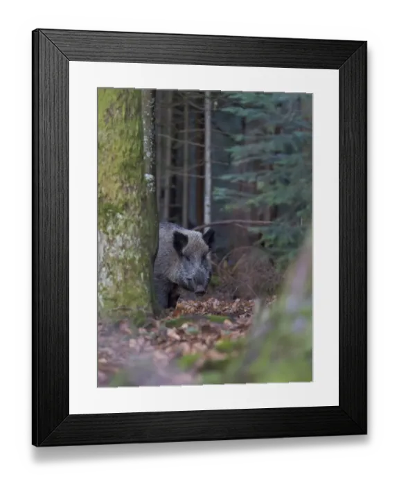 Framed Print : Wild boar (Eurasian wild pig, Sus scrofa) during winter in high forest