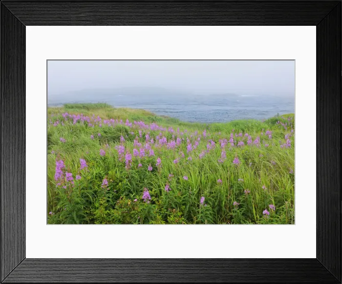 Framed Print : Canada, Nova Scotia, Bay of Fundy. Fireweed and fog on bay Framed Print : Canada, Nova Scotia, Bay of Fundy. Fireweed and fog on bay