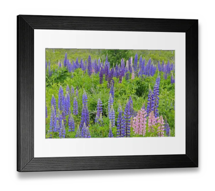 Framed Print : Canada, Nova Scotia, Lunenberg. Lupine flowers in field Framed Print : Canada, Nova Scotia, Lunenberg. Lupine flowers in field