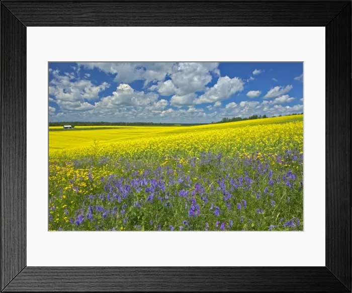Framed Print : Canada, Ontario, New Liskeard. Canola crop and wild vetch flowers in bloom