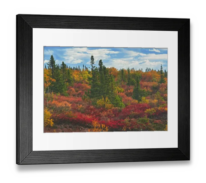 Framed Print : Canada, Nova Scotia, Cape Breton Island. Forest in autumn foliage Framed Print : Canada, Nova Scotia, Cape Breton Island. Forest in autumn foliage