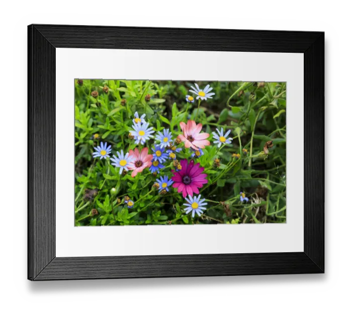 Framed Print : Italy, Apulia, Metropolitan City of Bari, Gioia del Colle. Colorful wildflowers Framed Print : Italy, Apulia, Metropolitan City of Bari, Gioia del Colle. Colorful wildflowers