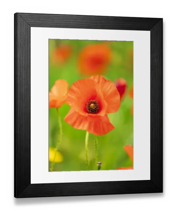 Framed Print : Italy, Apulia, Province of Bari. Countryside with poppies and olive trees