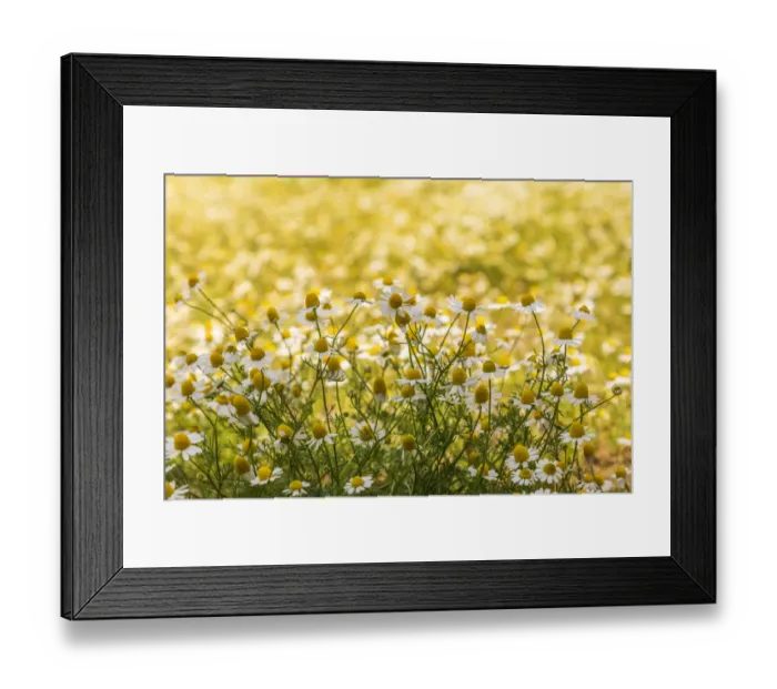 Framed Print : Field of chamomile Framed Print : Field of chamomile