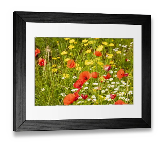 Framed Print : Italy, Apulia, Province of Bari. Countryside with poppies and other wildflowers