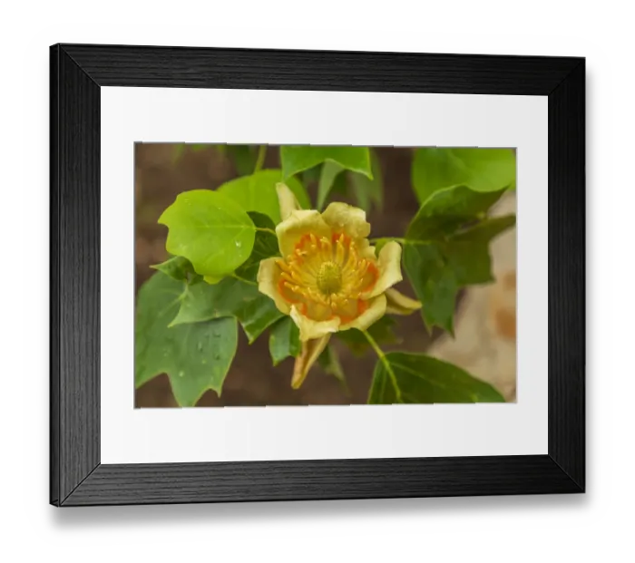 Framed Print : Italy, Apulia, Province of Barletta-Andria-Trani, Andria Framed Print : Italy, Apulia, Province of Barletta-Andria-Trani, Andria