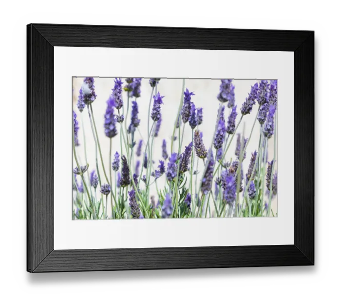 Framed Print : Lavender flowers on a white background