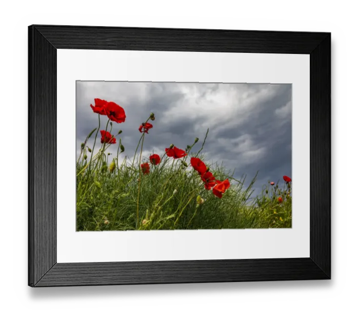 Framed Print : Italy, Apulia, Province of Taranto, Laterza. Poppies against a stormy sky Framed Print : Italy, Apulia, Province of Taranto, Laterza. Poppies against a stormy sky