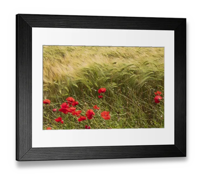 Framed Print : Italy, Apulia, Province of Taranto, Laterza. Field of barley with poppies Framed Print : Italy, Apulia, Province of Taranto, Laterza. Field of barley with poppies