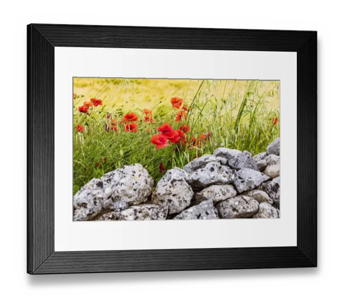 Framed Print : Italy, Apulia, Province of Taranto, Laterza. Field of barley with poppies Framed Print : Italy, Apulia, Province of Taranto, Laterza. Field of barley with poppies