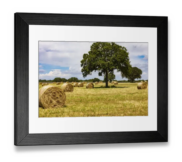 Framed Print : Italy, Apulia, Metropolitan City of Bari, Gioia del Colle. Bales of hay in a field Framed Print : Italy, Apulia, Metropolitan City of Bari, Gioia del Colle. Bales of hay in a field