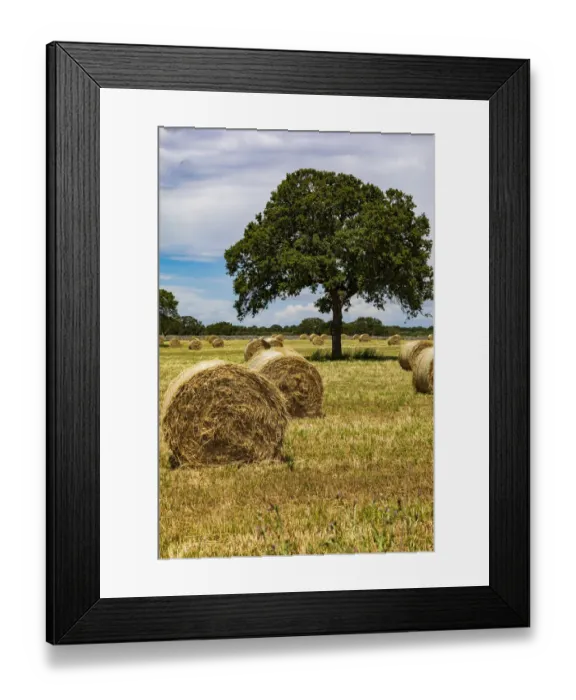Framed Print : Italy, Apulia, Metropolitan City of Bari, Gioia del Colle. Bales of hay in a field Framed Print : Italy, Apulia, Metropolitan City of Bari, Gioia del Colle. Bales of hay in a field