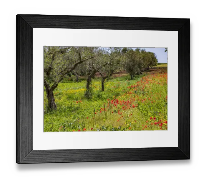 Framed Print : Italy, Apulia, Metropolitan City of Bari, Gioia del Colle Framed Print : Italy, Apulia, Metropolitan City of Bari, Gioia del Colle