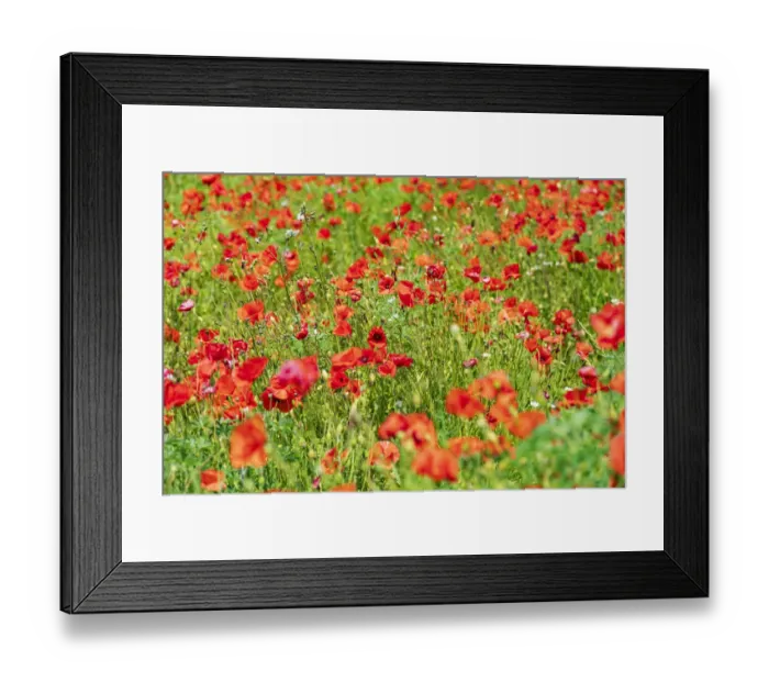 Framed Print : Italy, Apulia, Metropolitan City of Bari, Locorotondo. Field of poppies Framed Print : Italy, Apulia, Metropolitan City of Bari, Locorotondo. Field of poppies